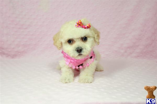 lvpuppyheaven Picture 3